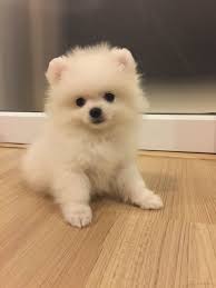 Pin By Nedret Karadaa On Pom Pom My Latte Pomeranian Puppy Cute Baby Animals Cute Fluffy Dogs