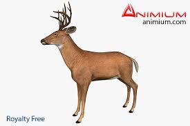 Deer 3d Model Deer 3d Model Motion Capture