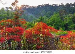 Image result for Rourea coccinea