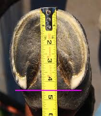 Renegade Hoof Boots Sizing