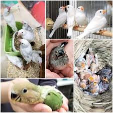 千葉屋鳥獣店ホームページ お知らせ