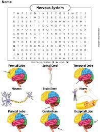 Nervous System Worksheet Word Search Teaching Resources