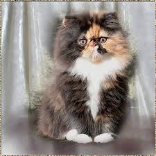 One of the oldest cat breeds, it takes its name from its place of origin: Silverdance Persians Breedstandard Of Persians Bicolor Tricolor