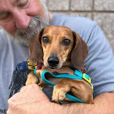 Sable and Blanche arrived at Harley's House of Dreams (Harley's Dream) this  evening and they are just now getting settled in. They are both so sweet!!  I know a few of you