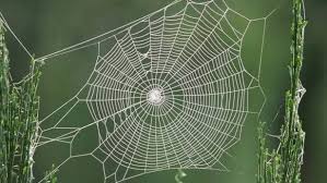 بيت العنكبوت Spider Web Spider Art Spider