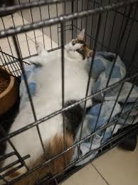 Walaupun ianya adalah cara untuk elakkan kucing bunting dan mengawan, cik en tak mengalakkannya. Mamajue Story