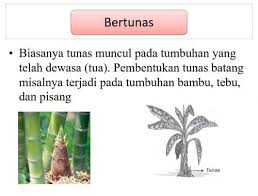 Perkembangbiakan Vegetatif Tumbuhan Alami Vs Buatan Contoh