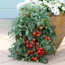For baskets, choose hanging tomatoes with shallow root systems. Tomato Seeds Tumbling Tom Red Dobies