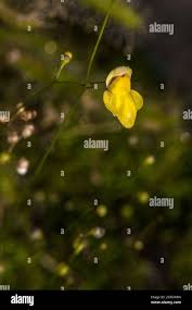 Image result for Utricularia subulata