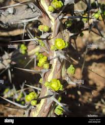 Image result for Euphorbia schinzii