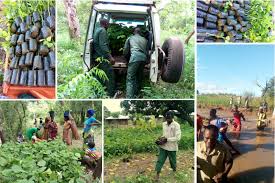 Image result for Afrobrunnichia