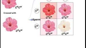 Check spelling or type a new query. Genetics Incomplete Dominance In Flowers Youtube