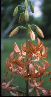 Image result for Lilium martagon `Chameleon`