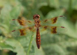 Image result for Libellulidae