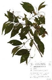 Image result for Combretum padoides