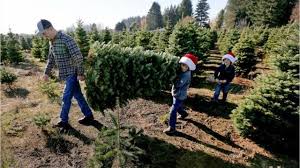 Jun 11, 2021 · christmas, henrietta martinez christmas, shannon. Where To Get You Cut Christmas Trees In Salem Area