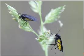 More images for how to get rid of fungus gnats in plants » Fungus Gnats How To Get Rid Of Fungus Gnats 2021 E Agrovision