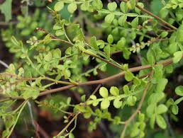 Image result for Zanthoxylum lindense