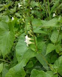 Image result for Asystasia sp. (Biegel 5184)