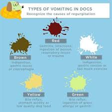 Pin On Pet Care