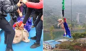 Check spelling or type a new query. Chinese Theme Park Forces A Screaming Pig To Bungee Jump In Shocking Promotional Stunt Daily Mail Online