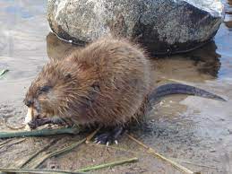 1.1 where do muskrats call home? Muskrat Wikipedia