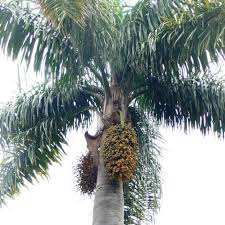 Image result for Syagrus