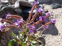 Image result for Ficalhoa