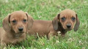 Marlene Hershberger's Mini Dachshund Puppies 4/29