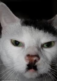 Image result for kitler