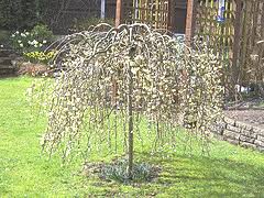 Check spelling or type a new query. Dwarf Weeping Willow Small Trees For Garden Small Ornamental Trees Ornamental Trees