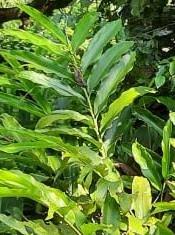 Image result for Aframomum corrorima