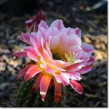 Arizona state flower, saguaro cactus blooms. South American Flowers Google Search Night Blooming Flowers Cactus Blossoms Blooming Flowers
