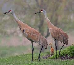 Maybe you would like to learn more about one of these? Sandhill Cranes Now Thrive In Wisconsin After Nearly Being Wiped Out