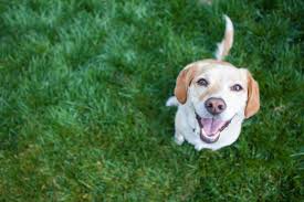 Many bay area shelters are participating, which means if you're looking for a new pal, this is a great time to act. 2 000 Adoptable Animals At Bay Area Pet Fair In Pleasanton Pleasanton Ca Patch