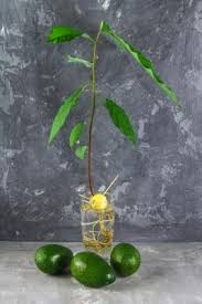 Ho pensato che evidentemente sono molto richiesti e che sarebbe un'idea produrne di più anche in italia. Come Coltivare L Avocado Sul Balcone