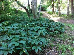 Lenten Roses Great Summer Ground Cover Foliage And Deer Proof Shade Perennials Shade Garden Deer Resistant Plants