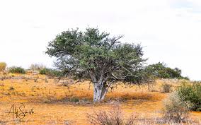 Image result for Boscia albitrunca