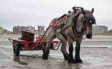 Belgian draft horses are some of the largest on the planet, typically standing about 17 hands and weighing in at roughly 900 kilograms (2,000 pounds). Belgian Horse Wikipedia