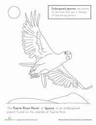 Find & download free graphic resources for puerto rico. Puerto Rican Parrot Worksheet Education Com