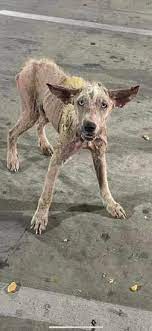 Argua... - TRAPRS - Trapping, Rescue, and Pet Recovery Service | Facebook