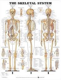 Skeletal System Poster 66x51cm Anatomical Chart Human Body Skeleton Medical Ebay Human Skeleton Anatomy Skeletal System Anatomy Human Bones Anatomy