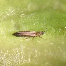 Image result for Onion Thrips