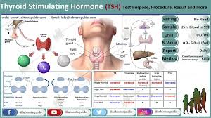 Image result for Thyroid Function Summary
