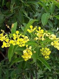 You must be thinking about mascagnia macroptera (yellow butterfly vine, gallinita). Mascagnia Macroptera Butterfly Vine From Mortellaros