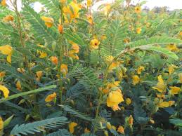 Image result for Chamaecrista