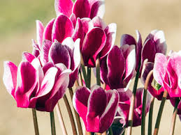 Tra i fiori invernali da balcone ritroviamo alcuni esemplari di piante resistenti al freddo già citate per il altre piante adatte sono l'erica invernale, una sempreverde i cui fiori accompagnano durante tutti. 10 Fiori Invernali Da Coltivare In Balcone
