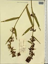 Image result for Fuirena ecklonii