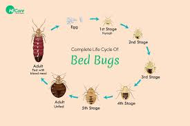 Image result for bedbugs on mattress