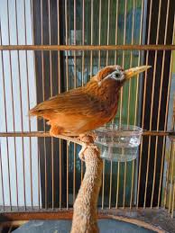 Harga burung decu mini cukup murah, bisa dibeli mulai dari rp 80.000. 29 Jenis Burung Kicau Populer Lengkap Gambar Dan Namanya Binatang Peliharaan